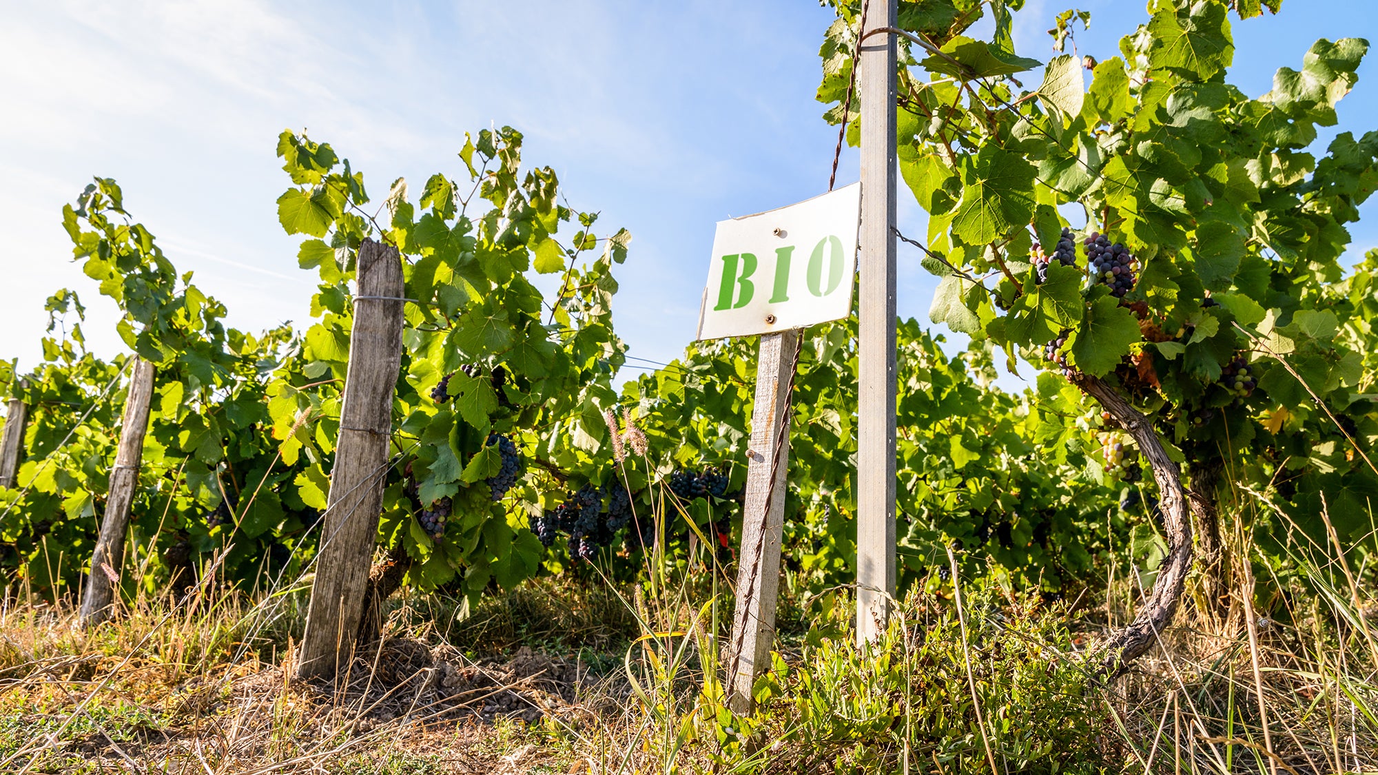 Understanding sustainable wine: Organic, biodynamic and natural methods